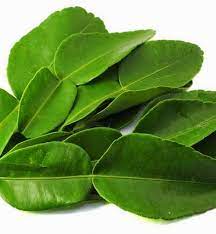 Kaffir Lime Leaves (Daun Limau) / 50g*