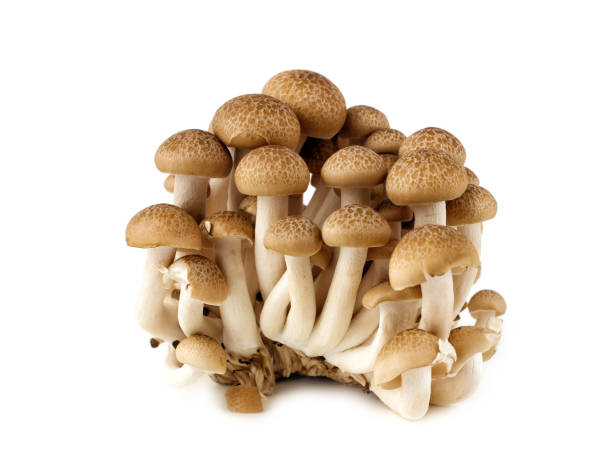 Shimeiji Mushroom (Brown) / 150g  || 1 pkt