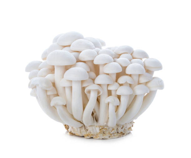 Shimeiji Mushroom (White) / 150g  ||  1 pkt